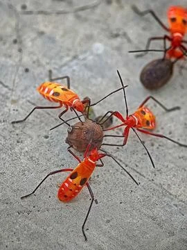 Red cotton bug Stock Photos