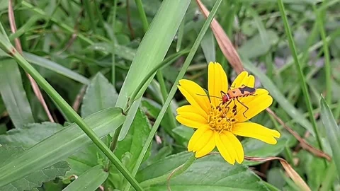 Red Cotton Bug on Vibrant Yellow Wildflower in Tropical Meadow. Video stock 325461514