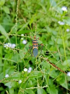 Red Cotton Bug on Wild Grass (Dysdercus cingulatus) Stock Photos