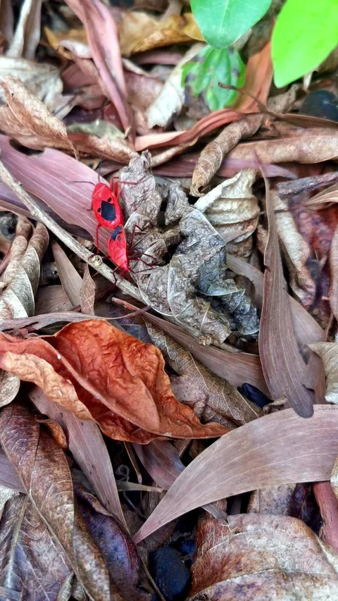 Red cotton bugs crawling on dry autumn leaves Stock Footage 278618043