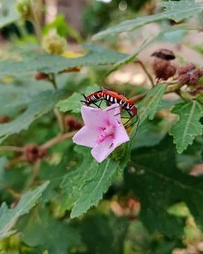 Red cotton bugs mating on a pink Urena lobata flower Stock Photos