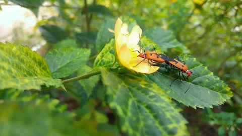 Red Cotton Insect Mating aka Cotton Stainer - Dysdercus cingulatus Stock Footage 219775553