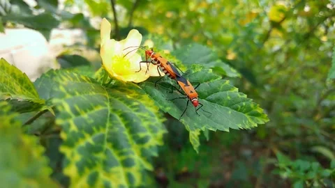 Red Cotton Insect Mating aka Cotton Stainer - Dysdercus cingulatus Stock Footage 219775629