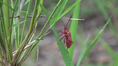 Red Cotton Stainer bug, Cambodia Видео 121609463