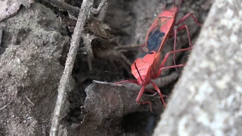 Red Cotton Stainer bug, Cambodia Stock Footage 121609492