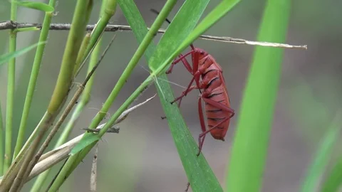 Red Cotton Stainer bug, Cambodia Stock Footage 121609512