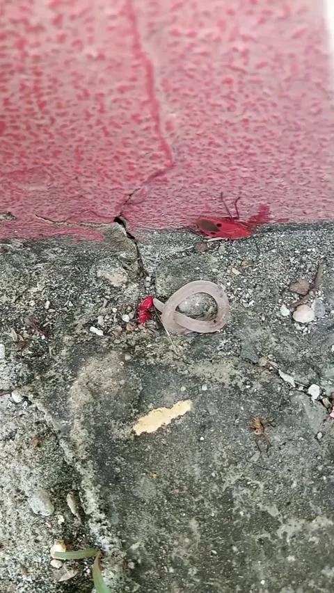Red cotton stainer bug crawling on concrete ground 스톡 동영상 338269718