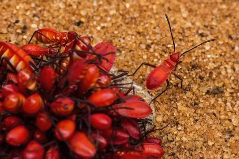 Red Cotton Stainer Bug (Dysdercus cingulatus) in Spiny Forest Reserve, Ifaty, Stock Photos