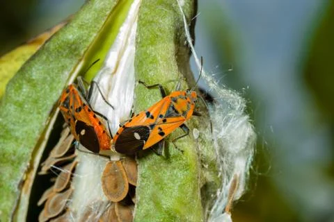 Red cotton stainer bug mating Stock Photos