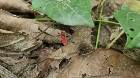 Red Cotton Strainer Bug Foraging in Dry Leaf Litter, Bangladesh 库存影片 338381823