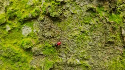 Red Cotton Strainer Bug Nymph Crawling on Mossy Tree Trunk 库存影片 338381825