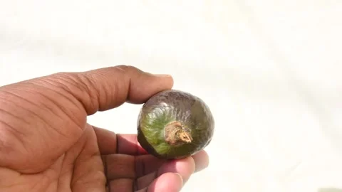Red cotton tree flower. Stock Footage 267187641