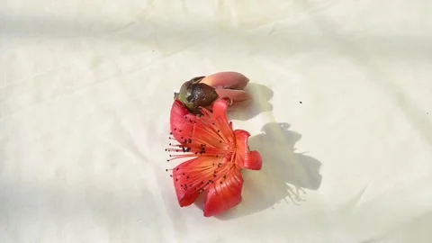 Red cotton tree flower. Stock Footage 267190136