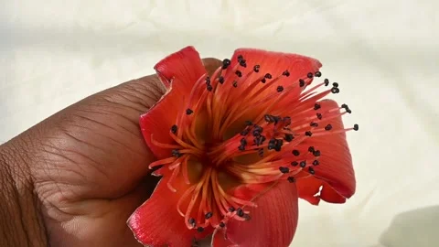 Red cotton tree flower. Vidéo 267190314
