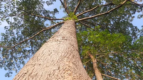 Red cotton tree. Stock Footage 164859455