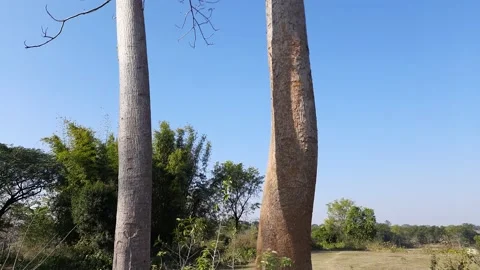 Red cotton tree. Stock Footage 173716027