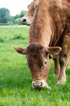 The red cow eats grass Stock Photos