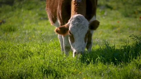 Red cow grazing grass - closeup Stock Footage
