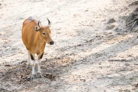 Red cow Foto stock