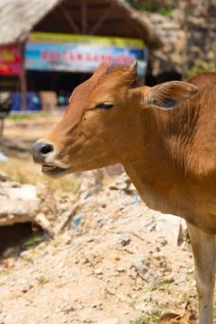 Red cow Stock Photos