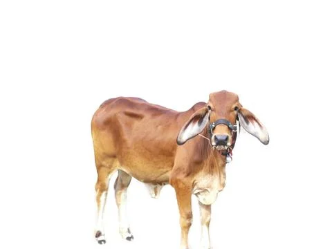 Red cow Stock Photos