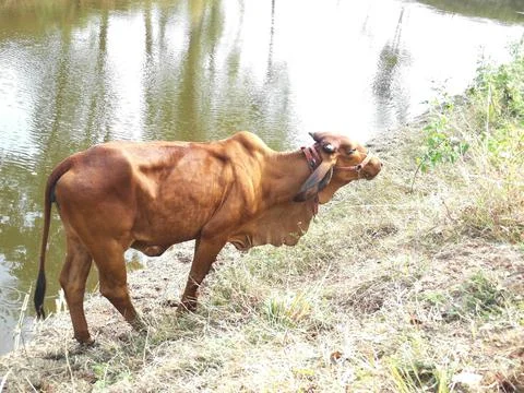 Red cow Stock Photos