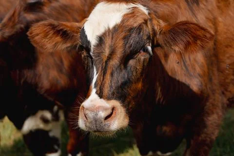 Red cow 库存照片