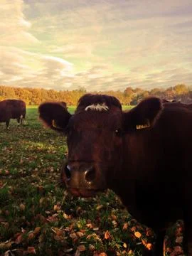 Red Cow staring into camera Stock Photos