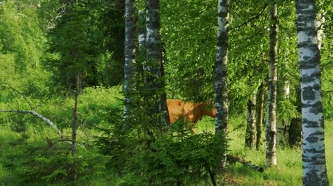Red Cow Walking in the Forest Stock Footage 56247585
