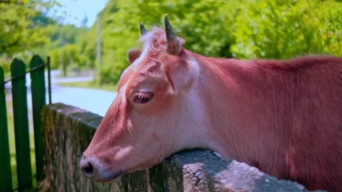 A red cow walks across an ancient stone bridge Stock Footage 234993192