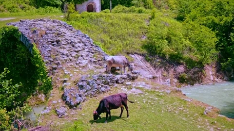 A red cow walks across an ancient stone bridge Stock Footage 234993603