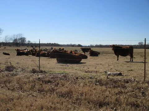 Red Cows Behind Barbed Wire Stock Photos