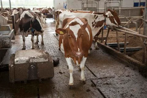 Red cows inside stable avoid manure scraper robot Stock Photos