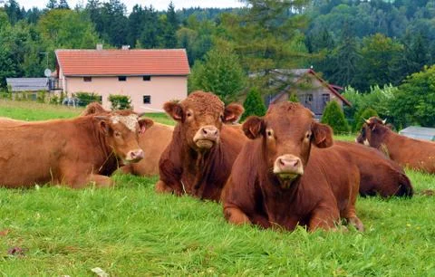 Red cows lying on a alp meadow and relax Stock Photos