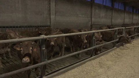Red Cows in a Stable Video stock 74479667