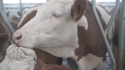 Red cows in the stall Stock Footage 242998782