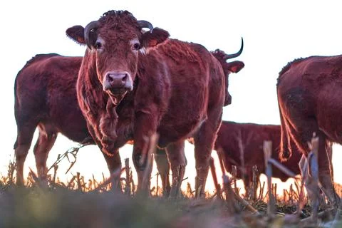Red Cows in Sunset Field Foto stock