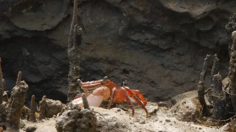 Red crab against dark background Video stock 106242364