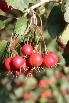 Red crab apples Stock Photos