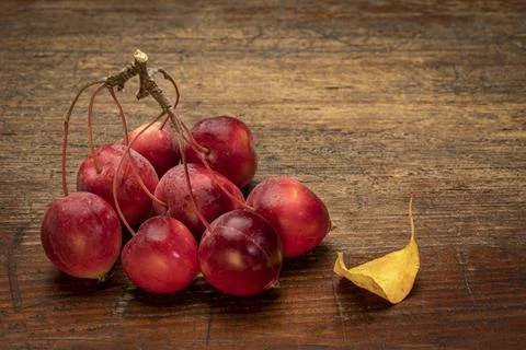 Red crab apples on a rustic, weathered wood Stock Photos