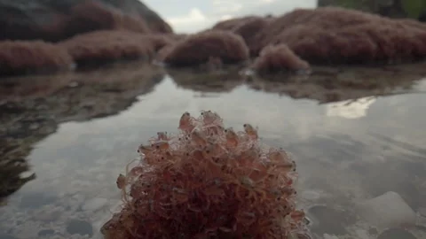 Red Crab Babies Stock Footage 311091601