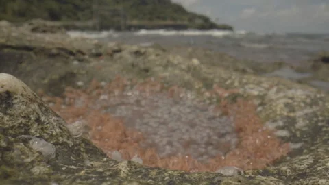 Red Crab  Babies Stock Footage 311091975