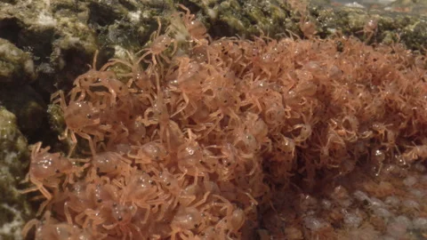 Red Crab Babies Stock Footage 311092109