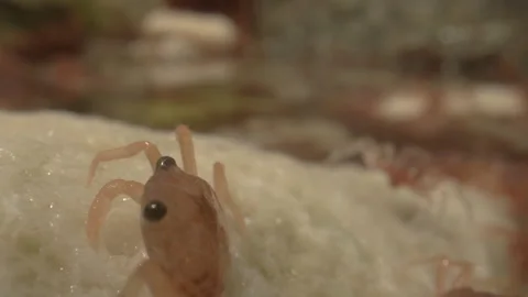 Red Crab Baby Stock Footage 311091786