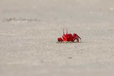 Red crab on the beach. Stock Photos