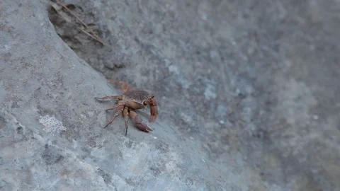 Red Crab is Crawling On the Stone Stock Footage 125781622