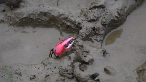 Red Crab Feeding in Mud India Video stock 86801935