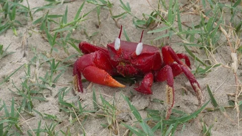 Red Crab Video stock 336707998