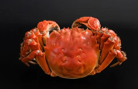 Red crab isolated on black background Stock Photos