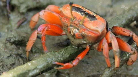 Red crab on mangrove forest eating  Stock Footage 79999253